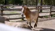 Secrets of the Zoo: Down Under (2020)