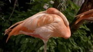 The Secret Life of the Zoo (2016-2021)