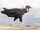 American Black Vulture