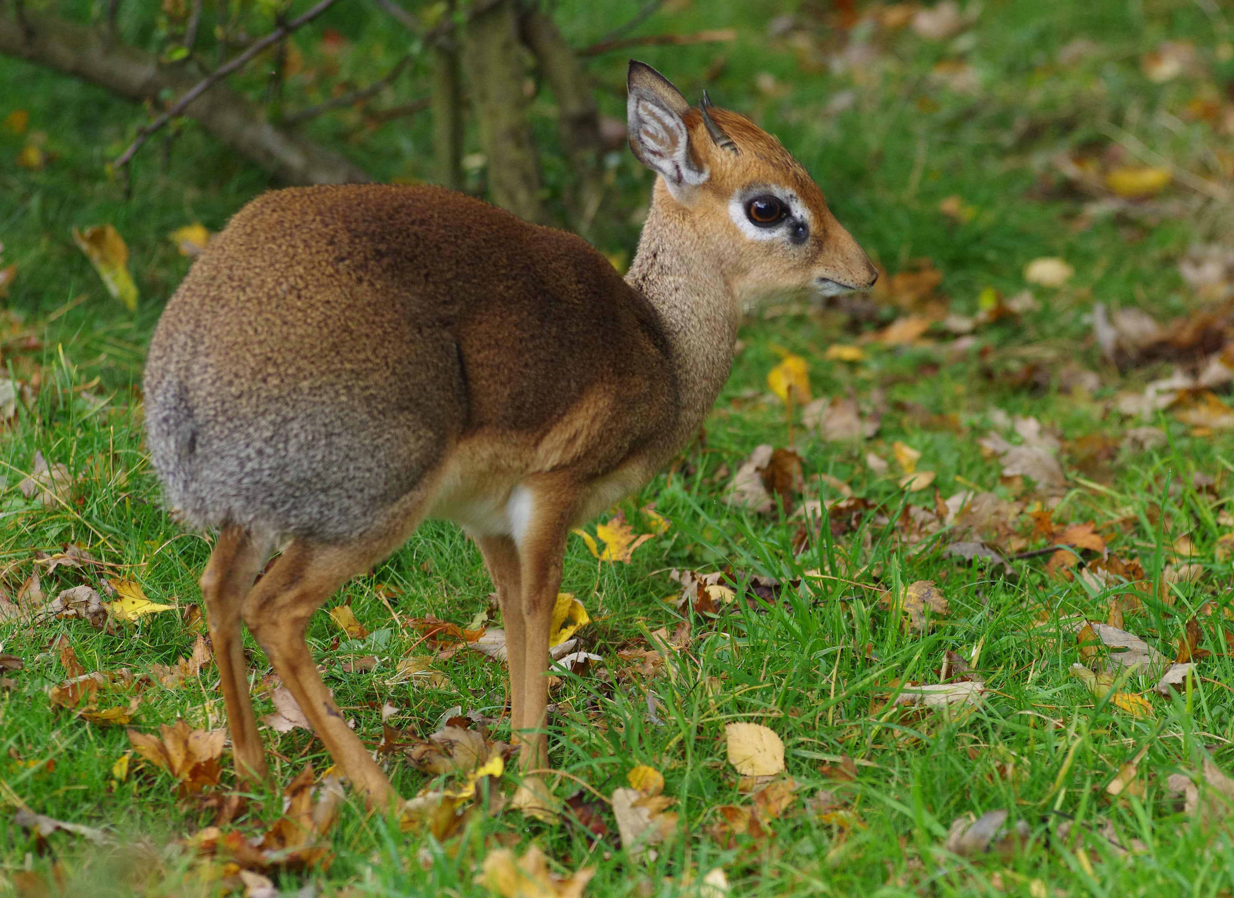 Kirk s Dik dik NatureRules1 Wiki Fandom