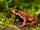 Anthony's Poison Arrow Frog