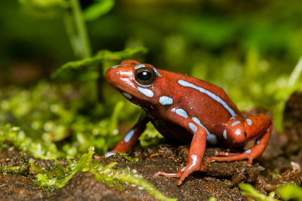 Anthony's Poison Arrow Frog | NatureRules1 Wiki | Fandom