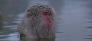 Baraka (1992)