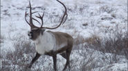 Frozen Planet (2011)