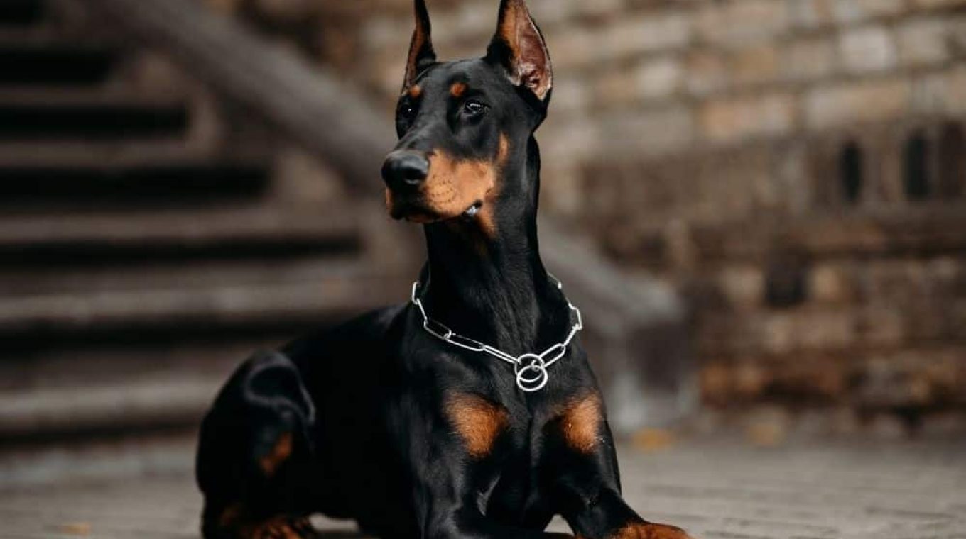 How Much Should Doberman Eat