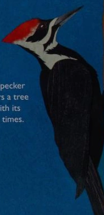 Pileated Woodpecker Naturerules1 Wiki Fandom