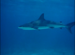 Tiger Shark, NatureRules1 Wiki
