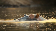Serengeti III (2023)