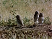 The Vanishing Prairie (1954)