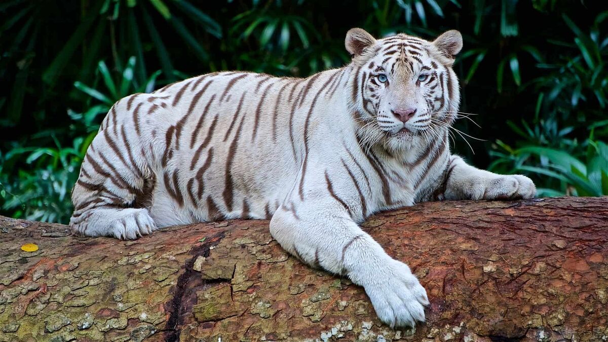 White-Out Bengal Tiger Heather Prism Peach / L