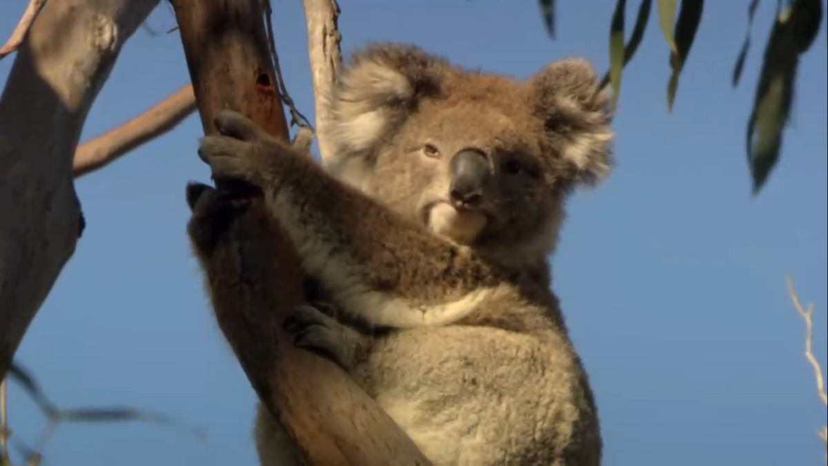 Animal Atlas Naturerules1 Wiki Fandom Animal Atlas Naturerules1 Wiki Fandom