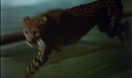 Wild Beasts (1984)