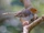 Ashy Tailorbird