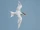 Royal Tern