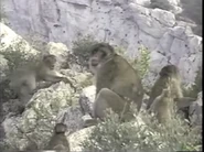 Amazing Animals (1996-1999)