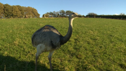 Anna's Wild Life (2011)