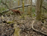 Dino Hunt Canada (2014)