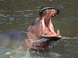 Common Hippopotamus