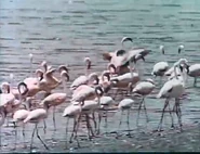 Liane, Jungle Goddess (1956)