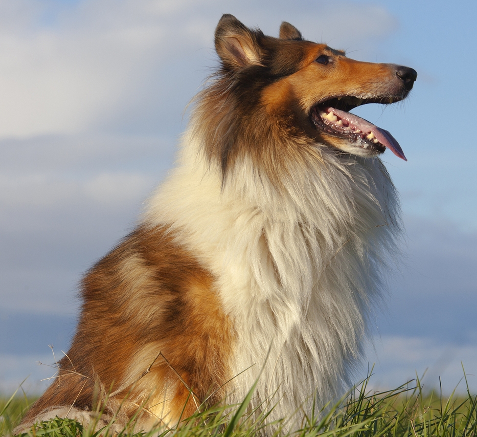 Rough Collie - Wikipedia