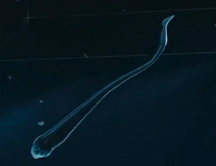 CategoryVetulicolia NatureRules1 Wiki Fandom