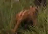 The Golden Compass (2007)