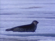 The Living Planet (1984)