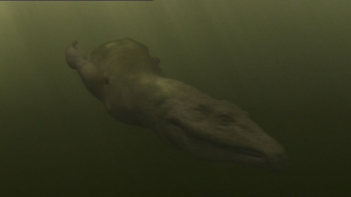 Proterosuchus | NatureRules1 Wiki | Fandom