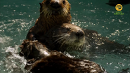 Animal Mums (2015)