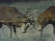 Animal Olympians (1981)