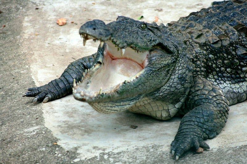 Saltwater crocodile - Wikipedia