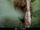 Buffy-headed Marmoset