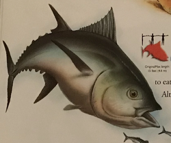 Yellowfin Tuna, NatureRules1 Wiki