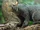 Jaguarundi