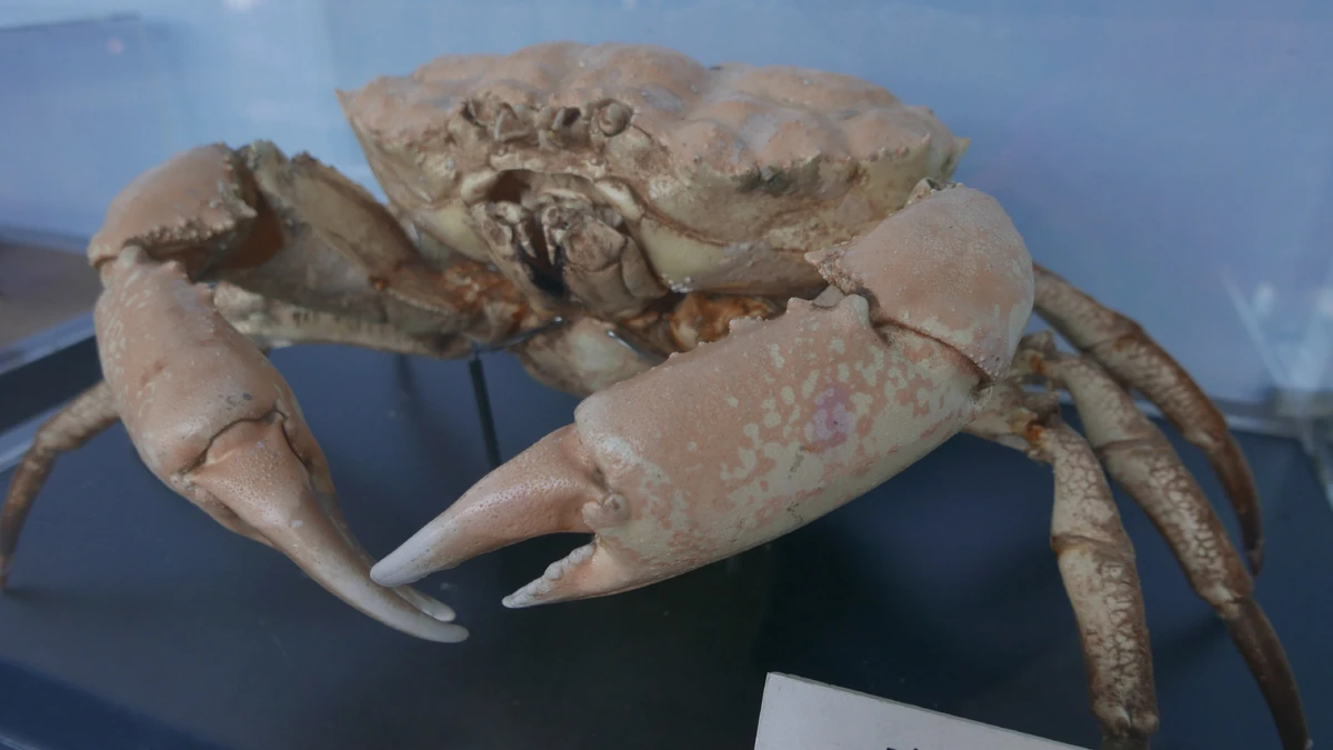 Tasmanian Giant Crab NatureRules1 Wiki Fandom