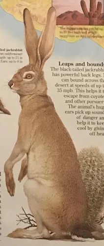 Black-tailed Jackrabbit | NatureRules1 Wiki | Fandom