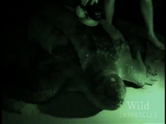 Wild Chronicles