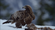 Wild Nordic (2019)