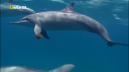 Wild Untamed Brazil (2014)