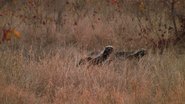 Zoo Clues (2013)