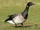 Brant