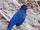 Blue Whistling Thrush