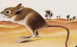 Lesser Egyptian Jerboa | NatureRules1 Wiki | Fandom