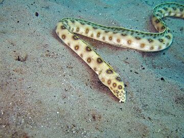 Goldspotted Eel | NatureRules1 Wiki | Fandom