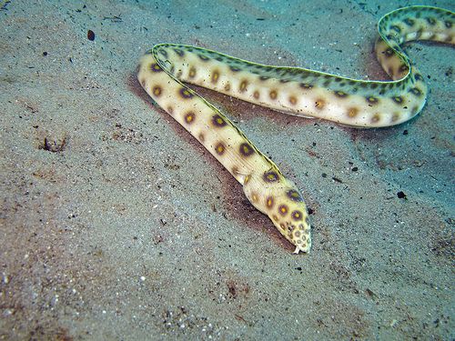 Lesser Sand Eel, NatureRules1 Wiki