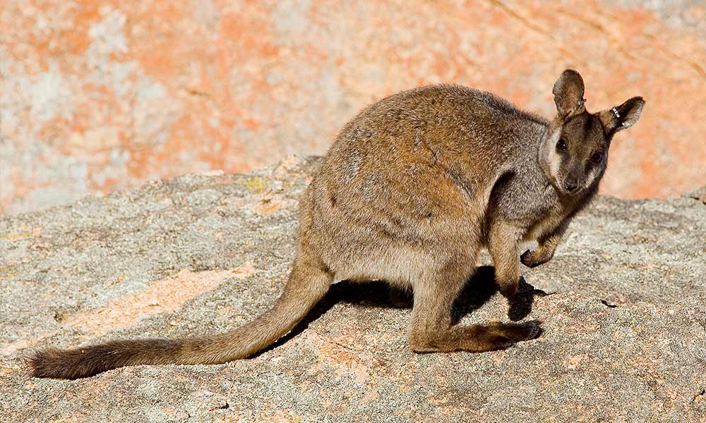 Black-flanked Rock Wallaby, NatureRules1 Wiki