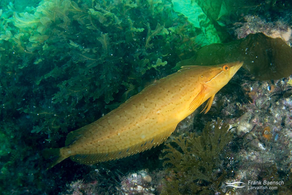 Giant Kelpfish NatureRules1 Wiki Fandom