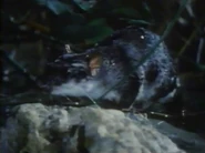 Nature of Australia (1988)