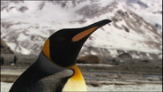 Penguin Safari (2006)