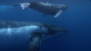 Wild Pacific (2009)
